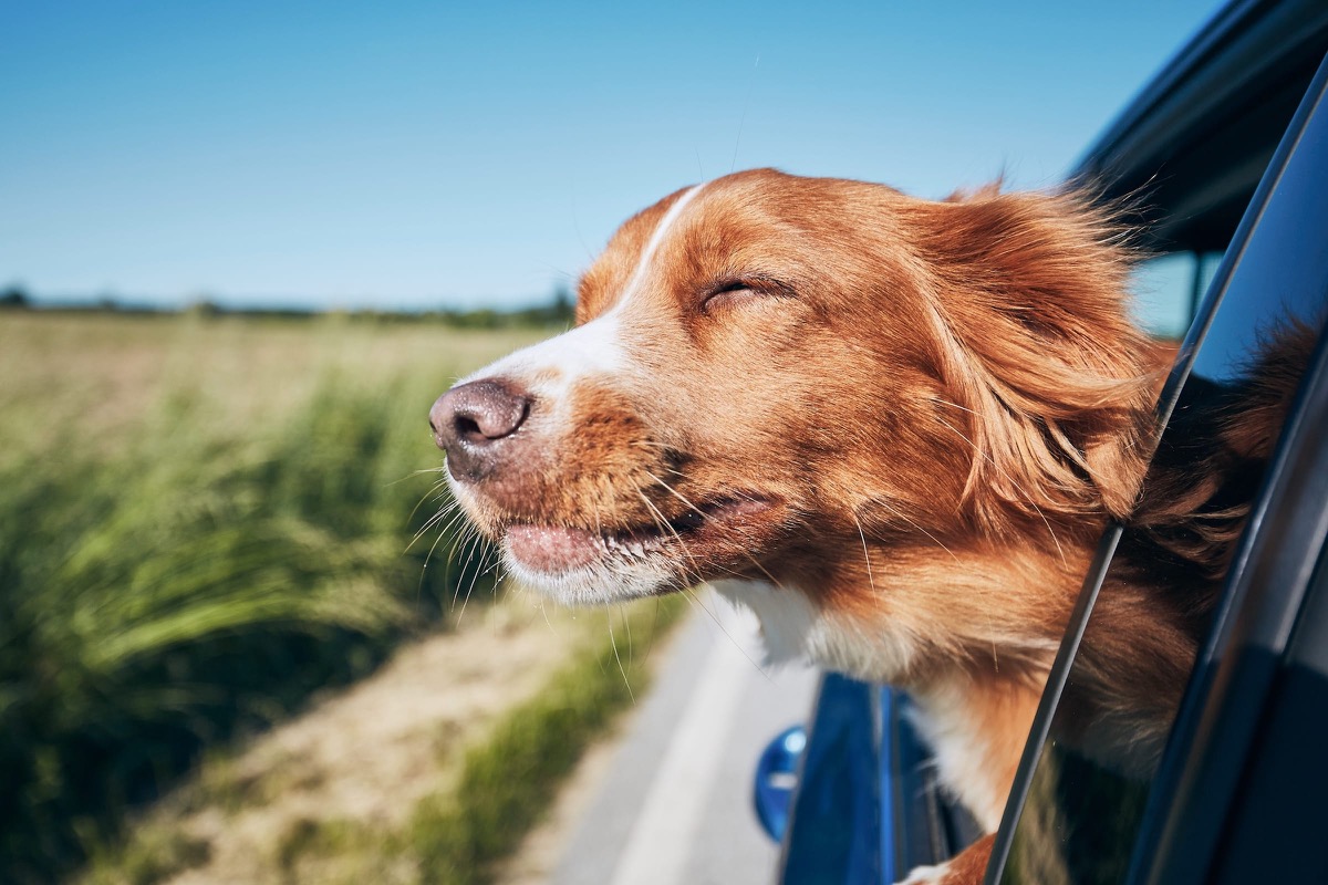 Hund an Bord einer Fähre nach Finnland